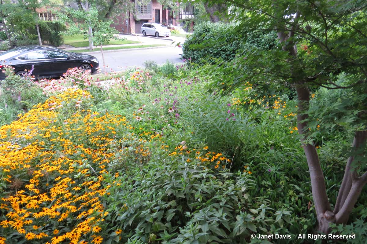 Front Meadow-Summer