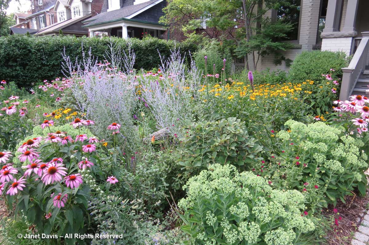 Front Pollinator Garden-Summer