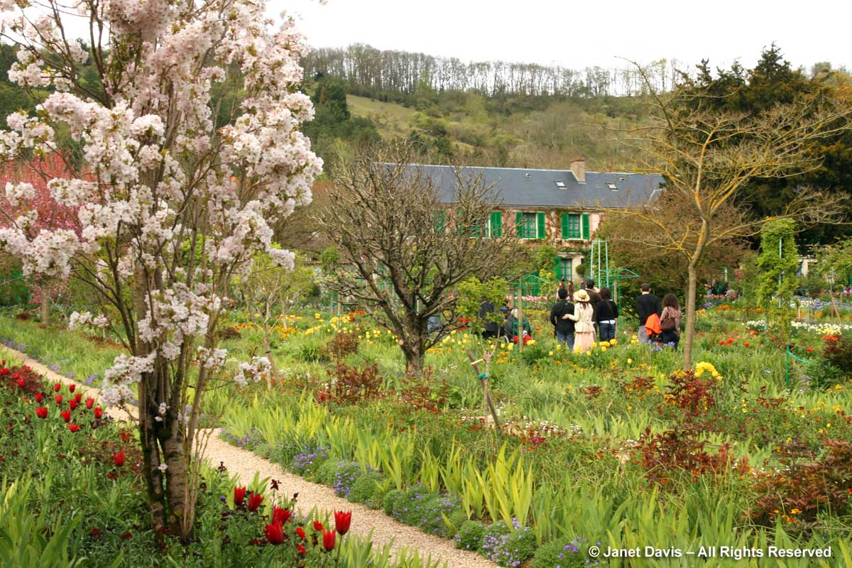 Giverny-Monet's Garden-Clos Normand-Prunus Amanagowa-Japanese cherry