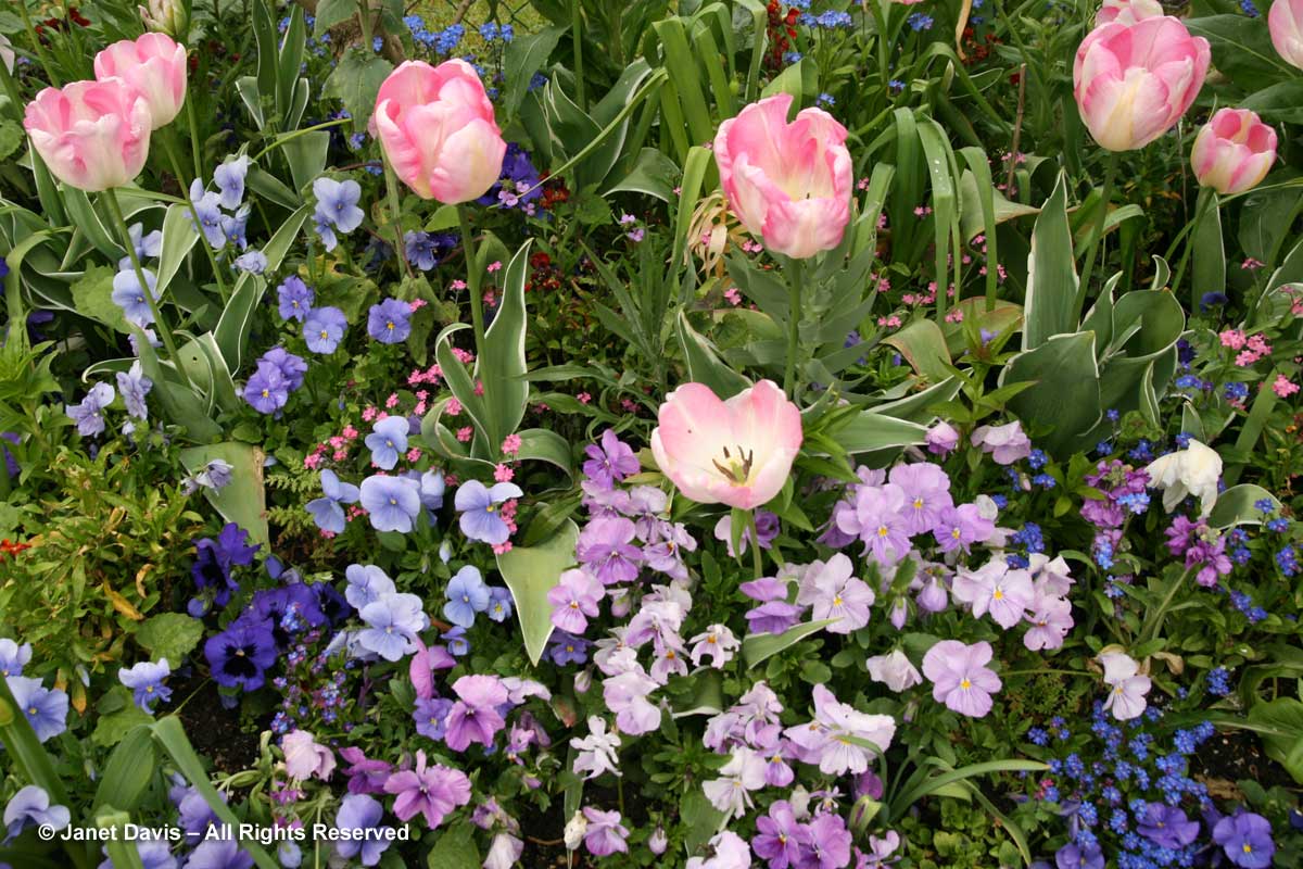Giverny-Monet's Garden-Mauves & Purples-Spring