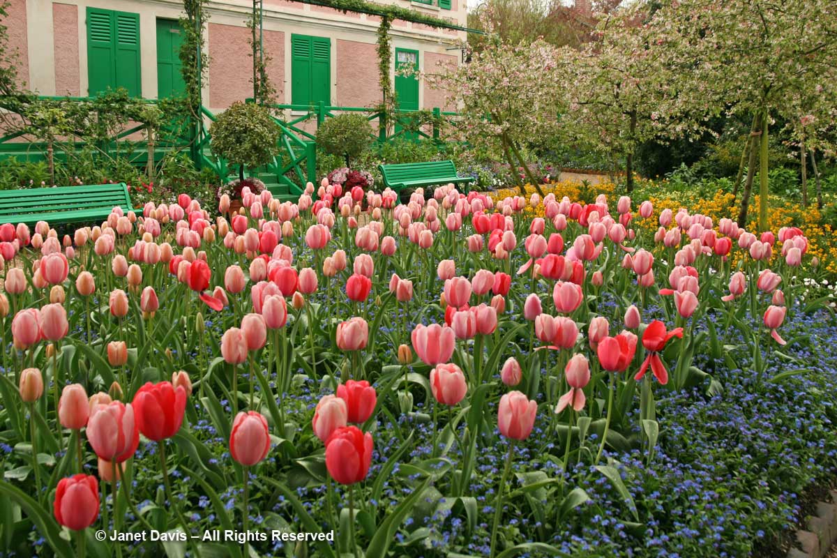 Giverny-Monet's Garden-Myosotis sylvatica-Forget-me-nots under tulips