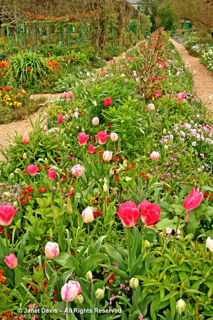 Giverny-Monet's Garden-Pink spring flowers