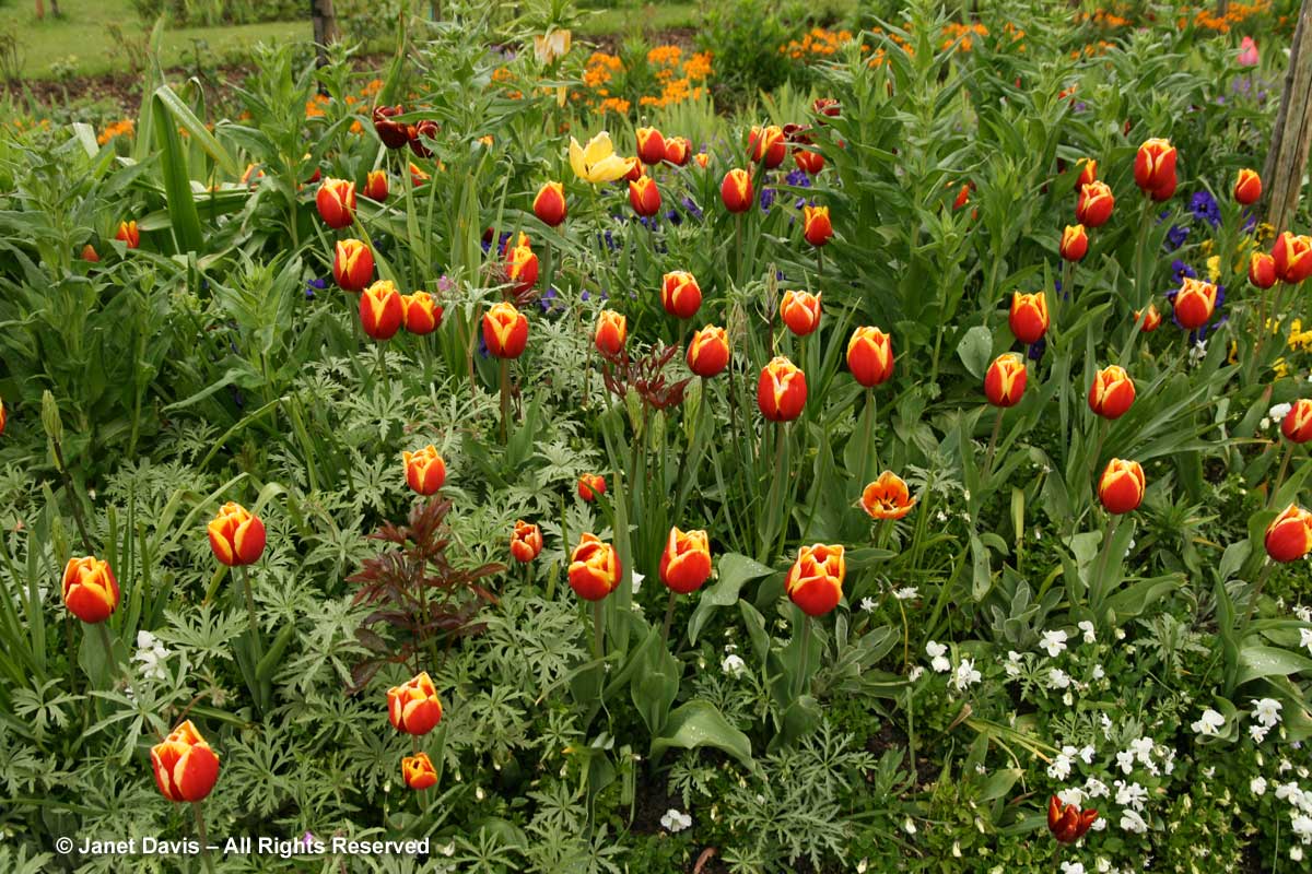 Giverny-Monet's Garden-Red & Yellow tulips