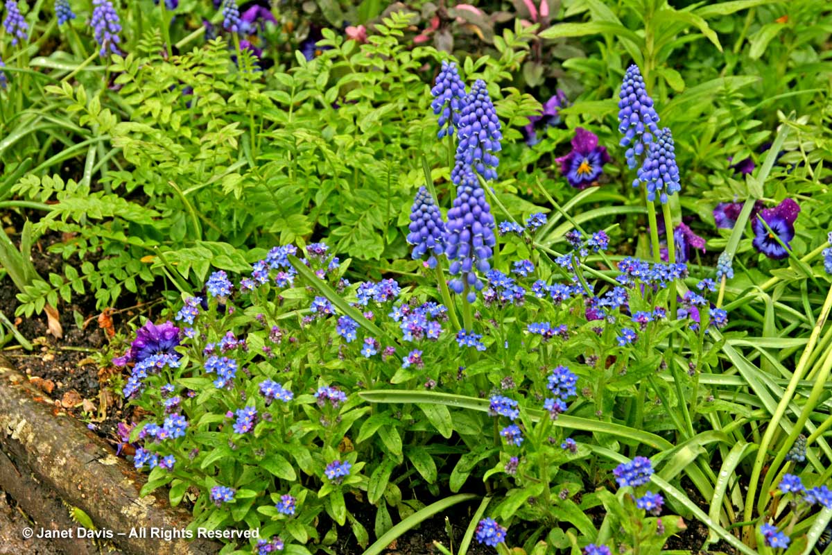 Giverny-Monet's Garden-blue spring flowers