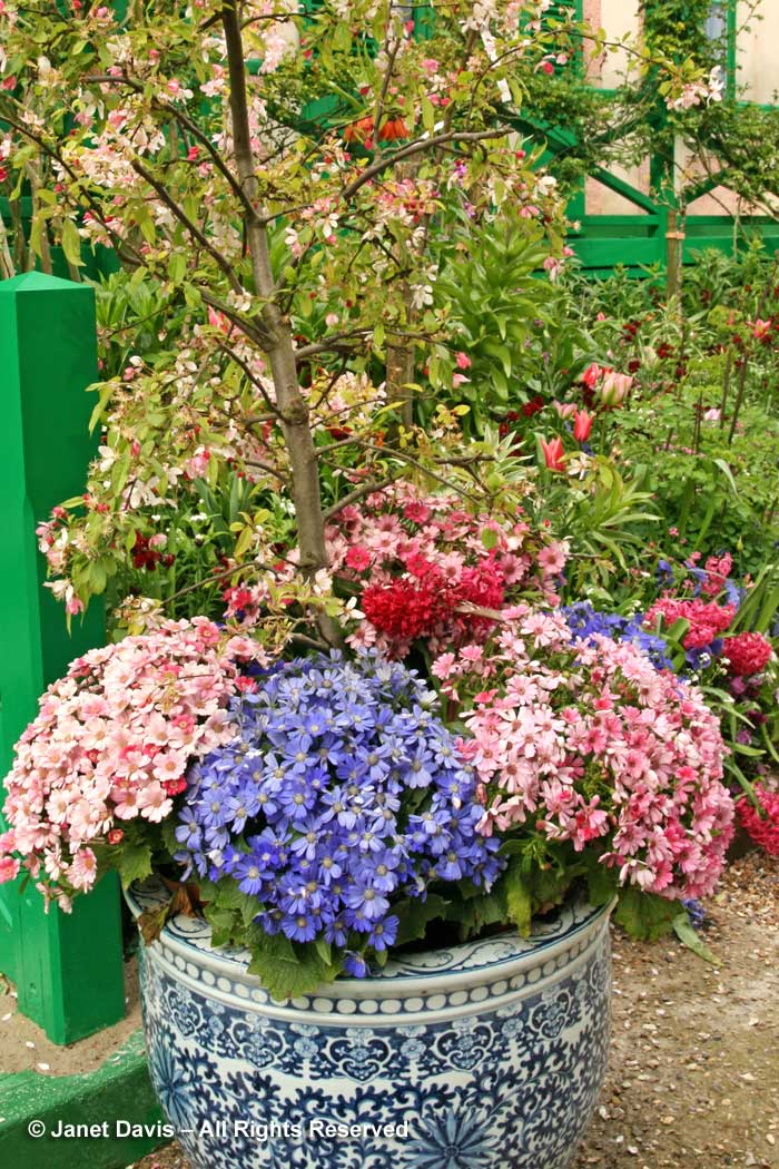 Giverny-Monet's Garden-pots of cineraria-spring