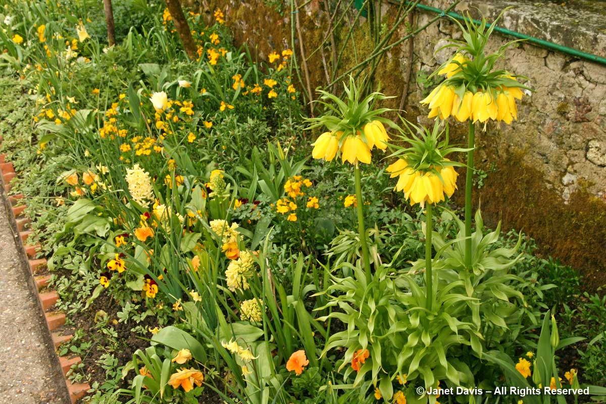 Giverny-Monet's Garden-yellow spring colour