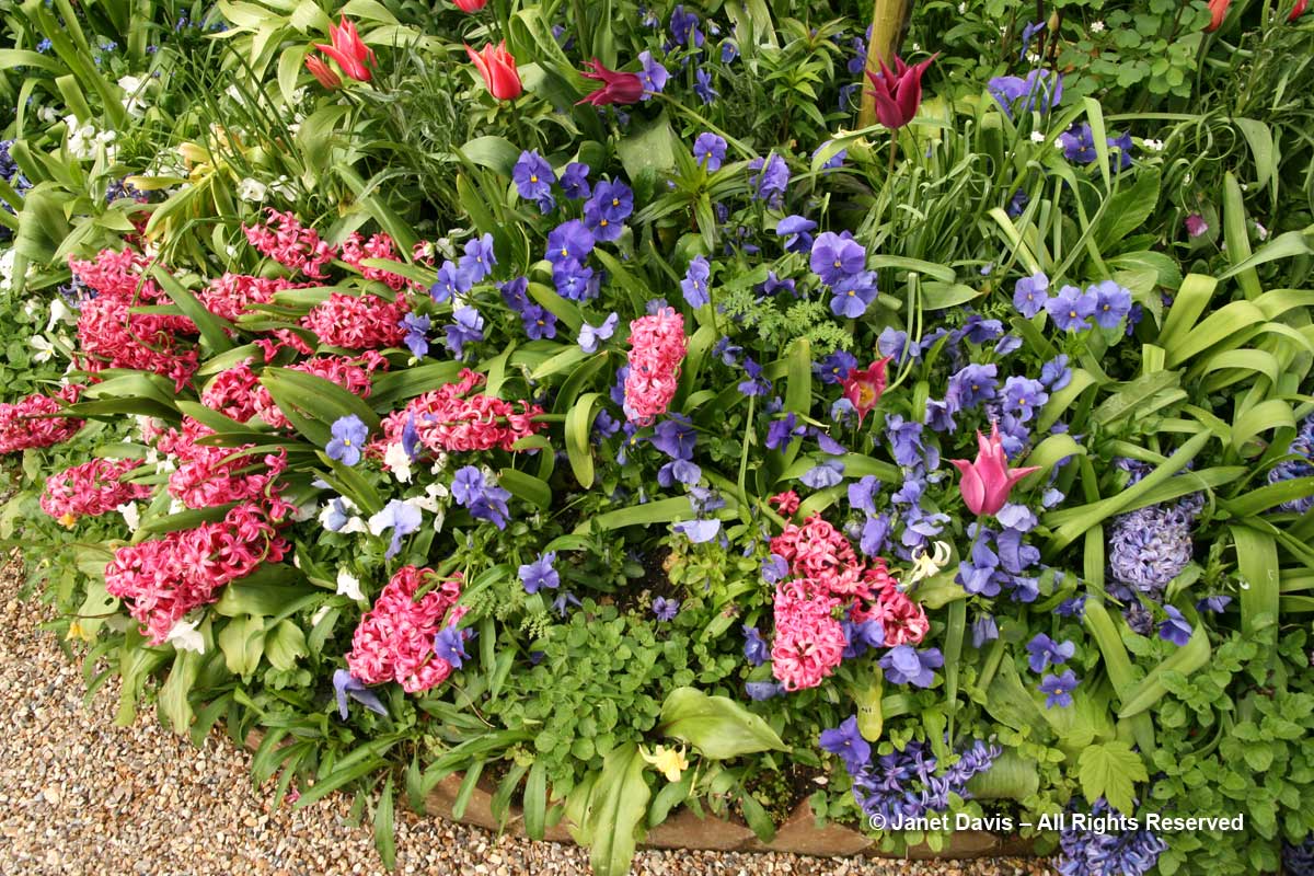 Hyacinths-Giverny-Monet's Garden-perfume