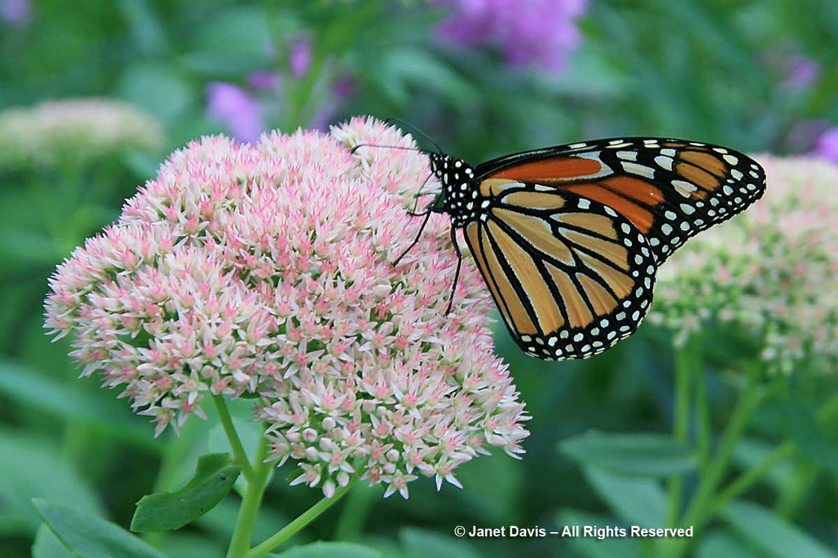 Monarch-on-Sedum-'Autumn-Jo