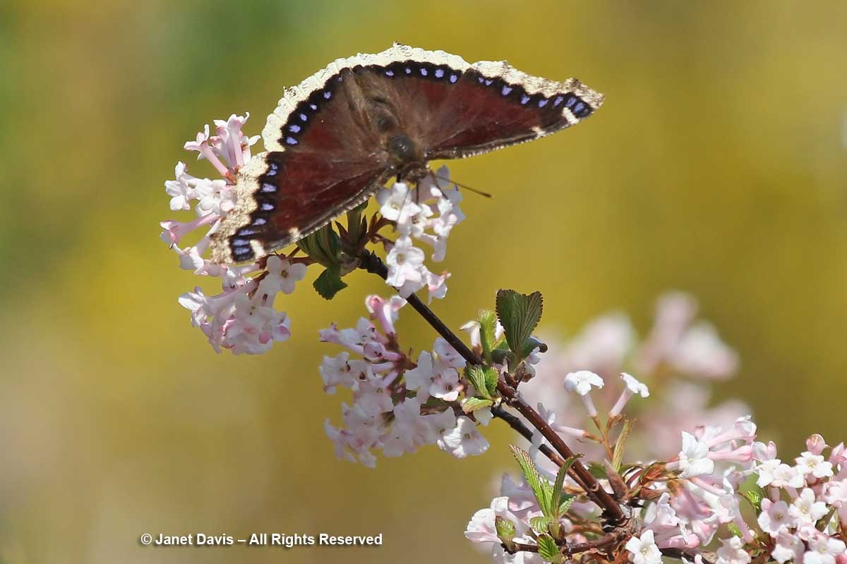 Mourning cloak butterfly-Nymphalis antiopa-on Viburnum farreri