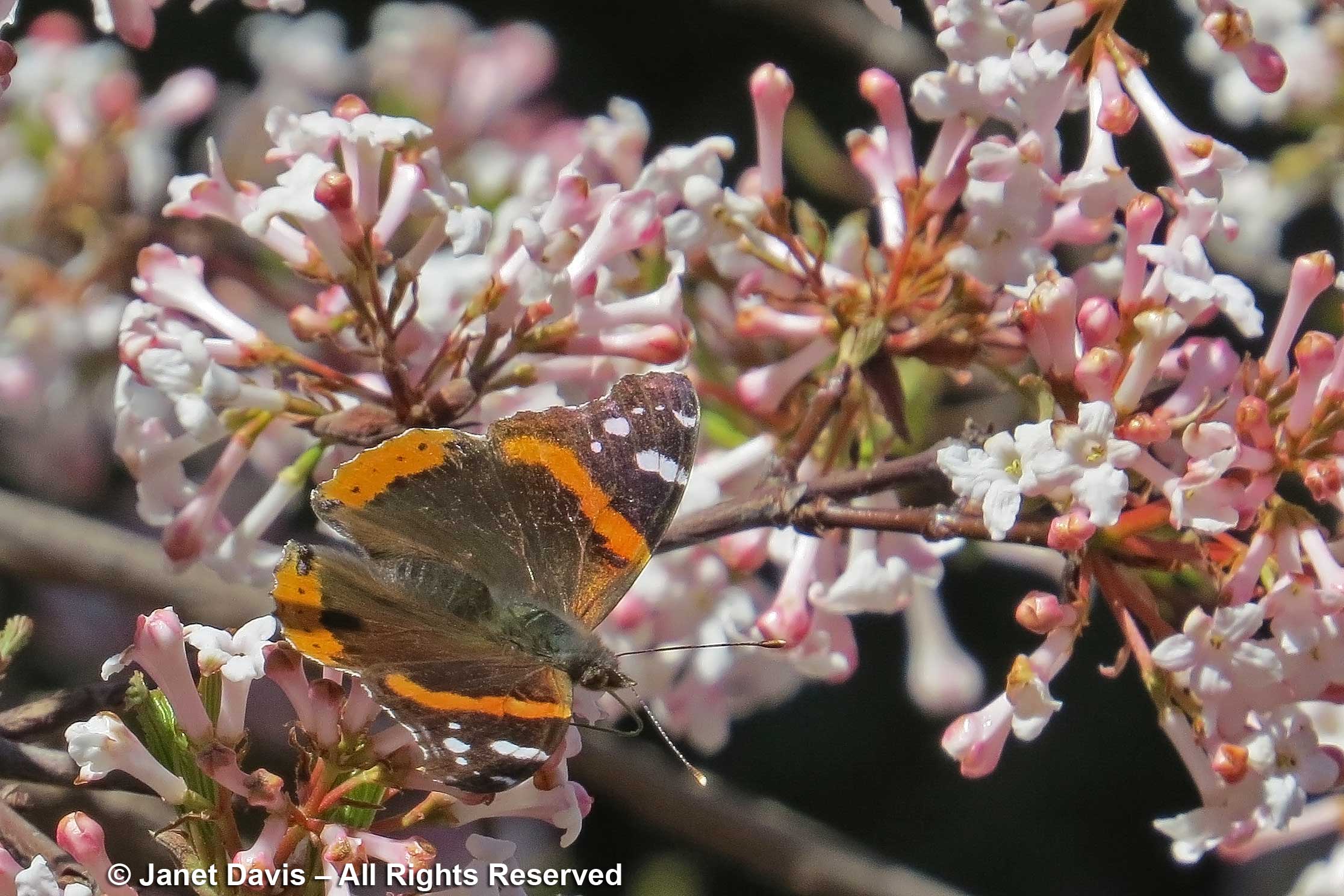 Red admiral butterfly-Vanessa atalanta-on Viburnum farreri