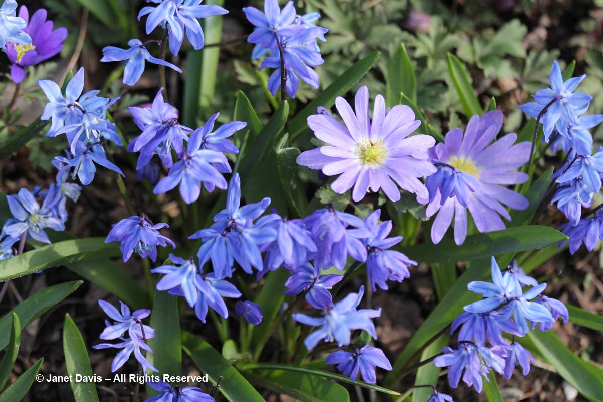 Scilla siberica & Anemone blanda