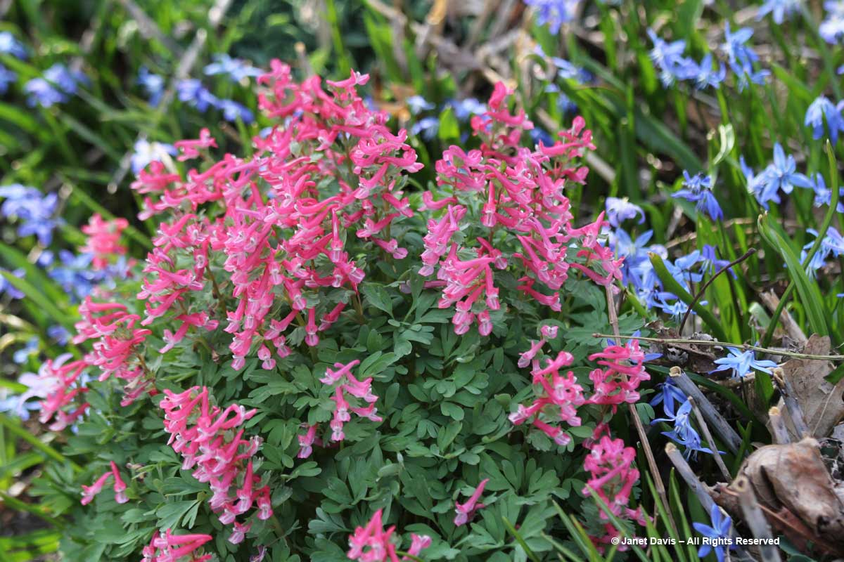 Scilla siberica and Corydalis solida 'George Baker'