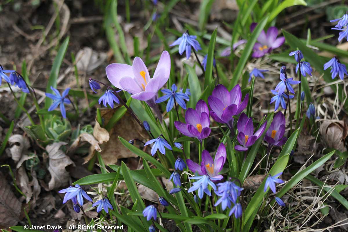 Scilla siberica and crocuses