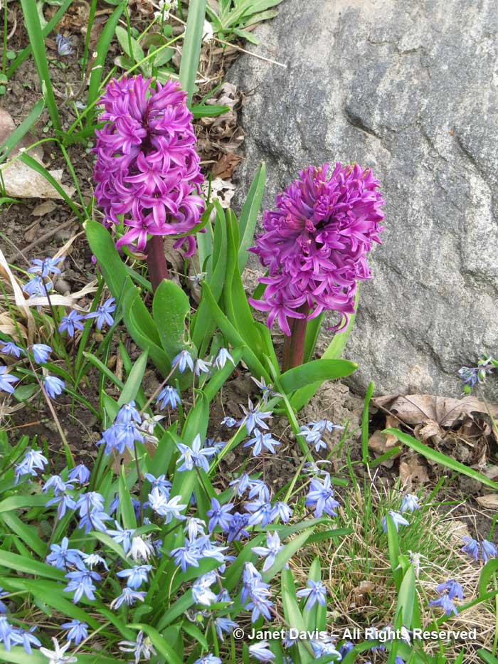Scilla siberica and hyacinth