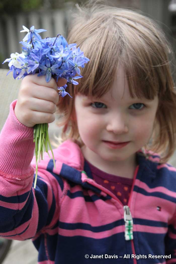 Scilla siberica bouquet