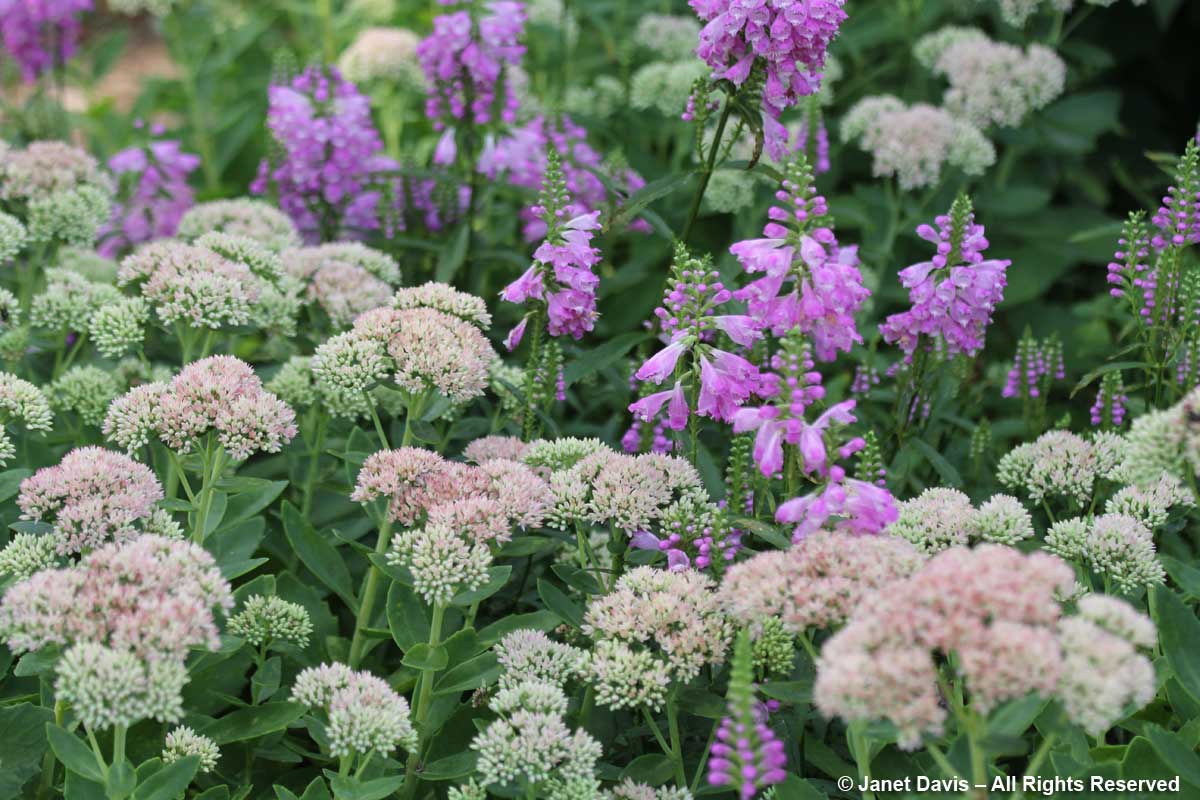 Sedum 'Autumn Joy' & Physostegia virginiana