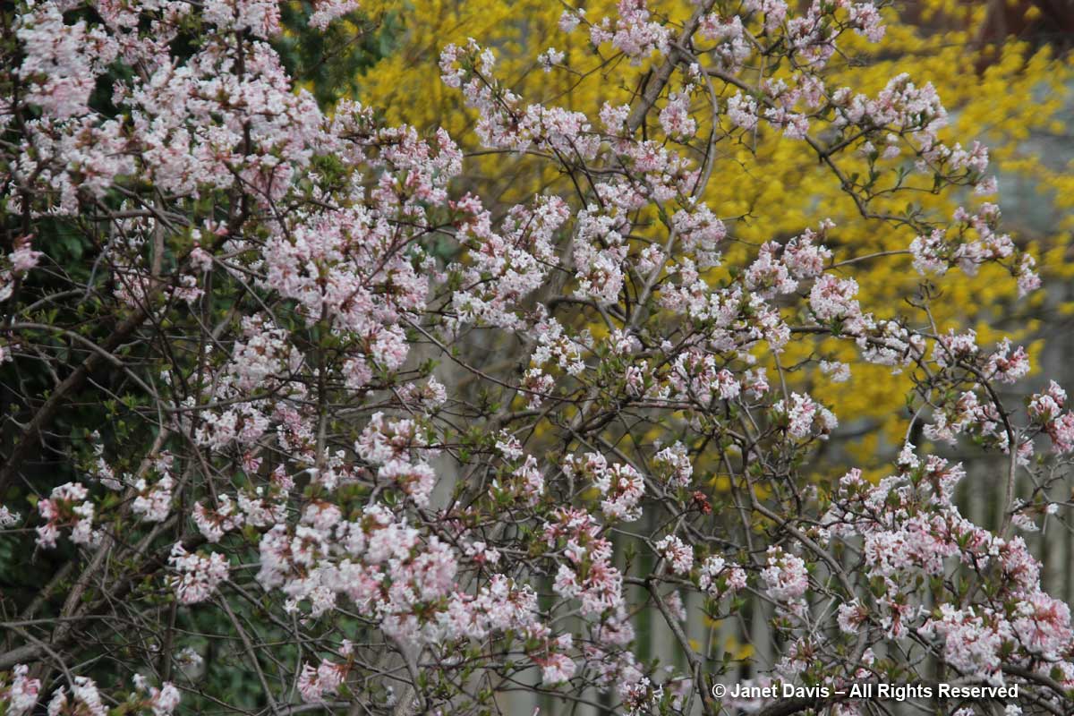 Viburnum farreri-Fragrant viburnum