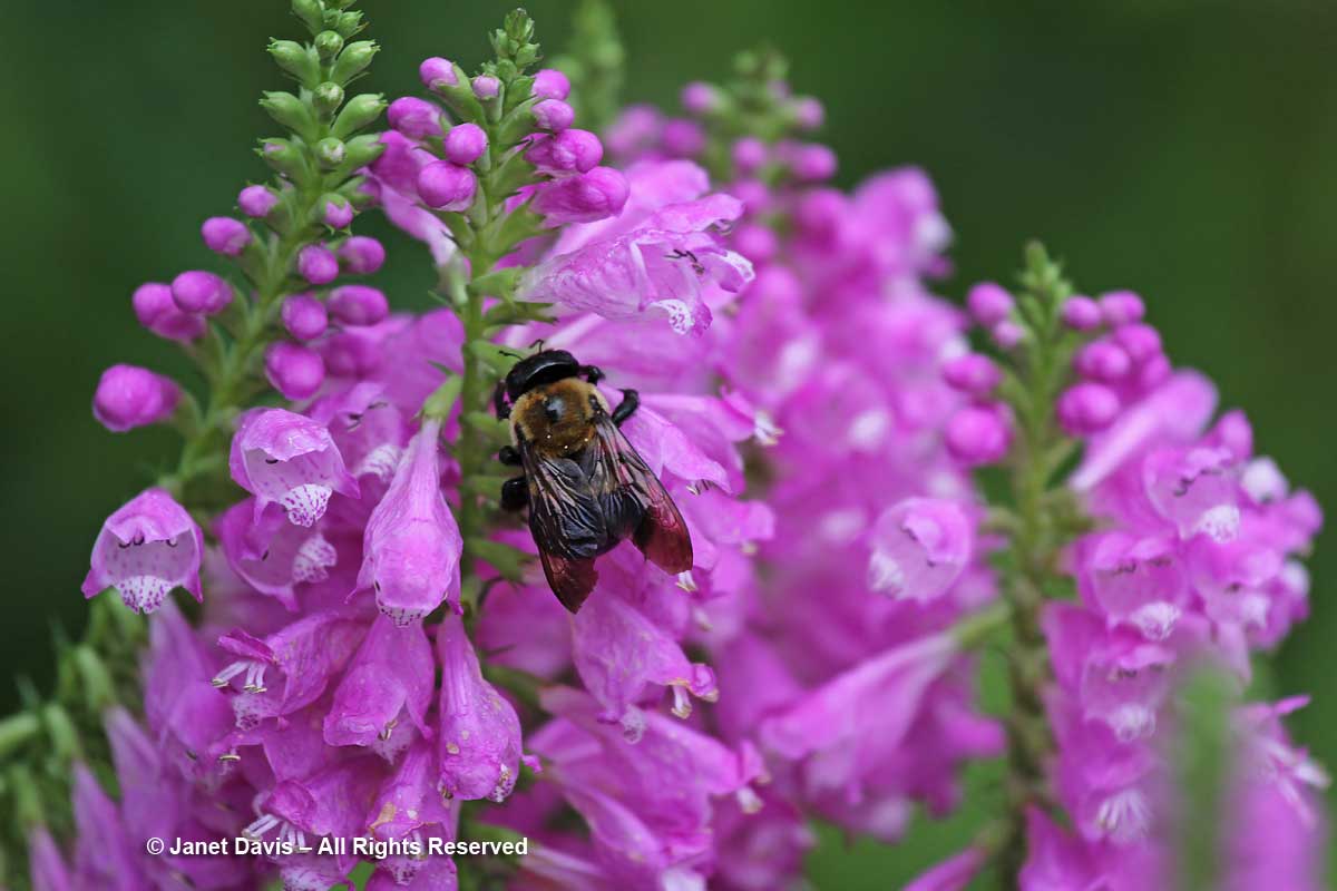 Xylocopa virginica on Physostegia virginiana-nectara robbery