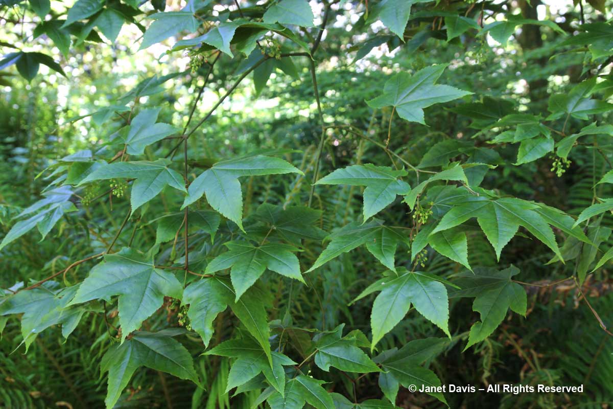 Acer elegantulum-David Lam Asian Garden-UBC Botanical