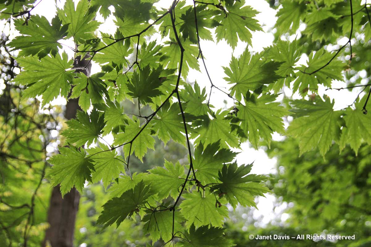 Acer japonicum'O-isami'-David Lam Asian Garden-UBC Botanical