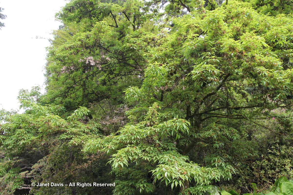 Acer mandshuricum-David Lam Asian Garden-UBC Botanical
