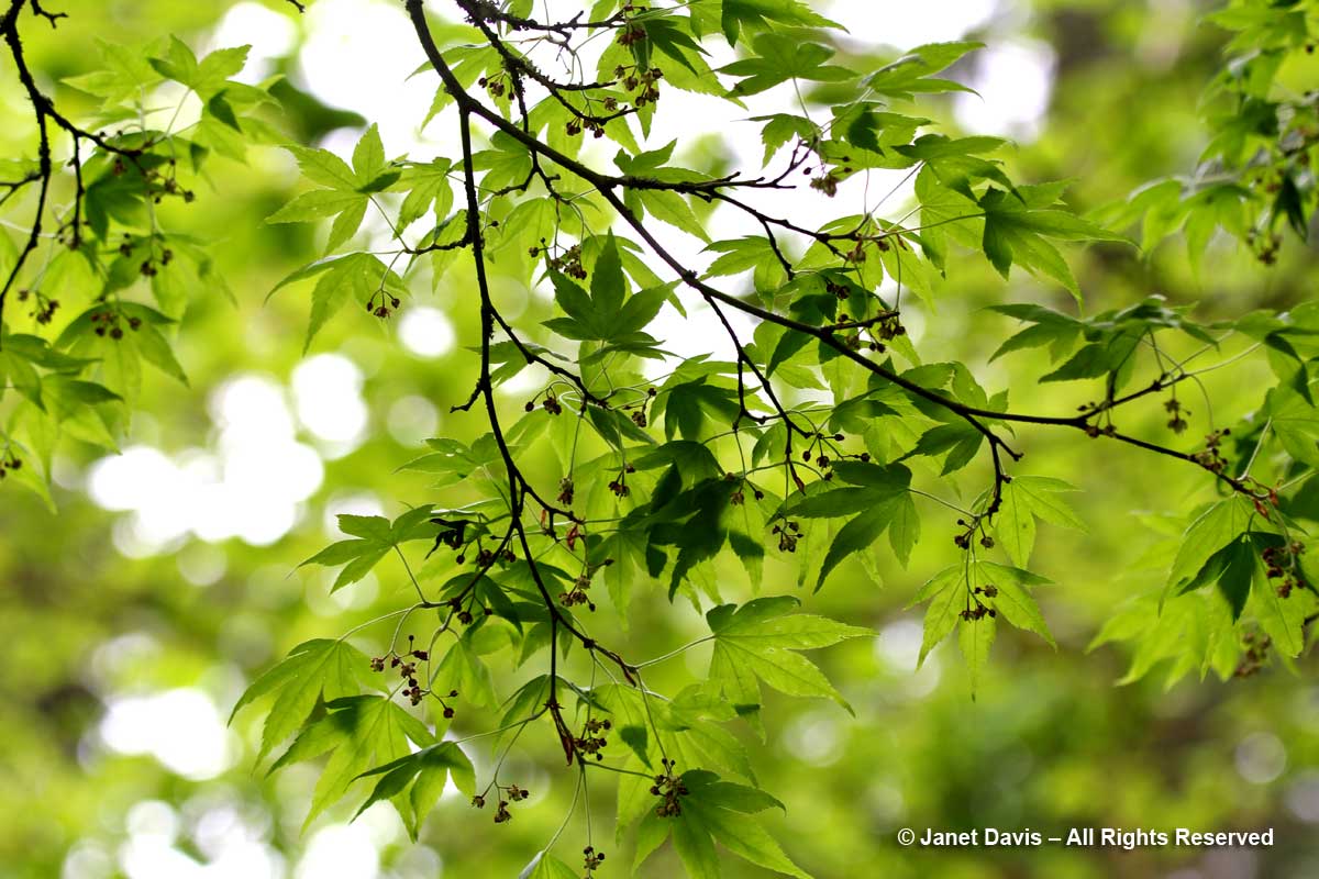 Acer pauciflorum-David Lam Asian Garden-UBC Botanical