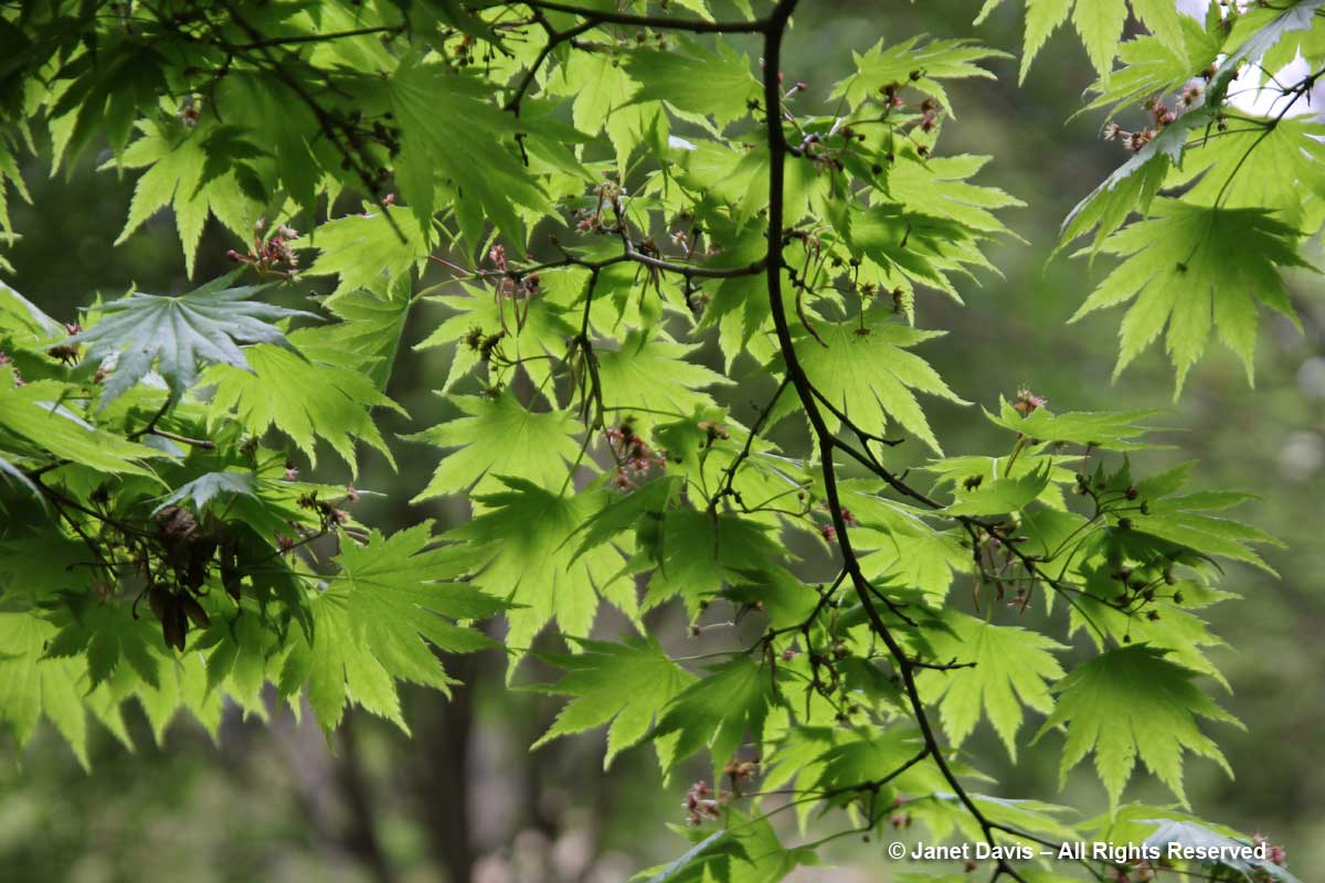 Acer shirasawanum 'Palmatifolium'-David Lam Asian Garden-UBC Botanical