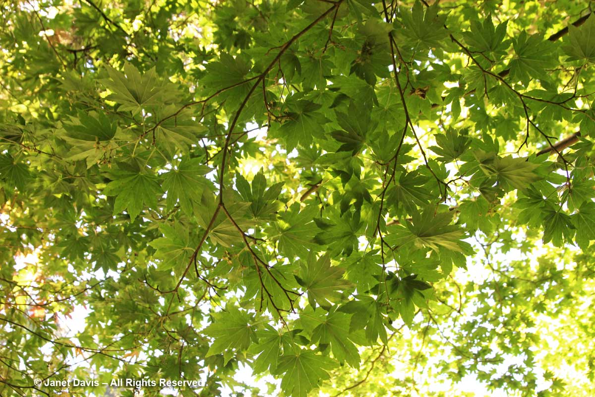 Acer sieboldianum-David Lam Asian Garden-UBC Botanical