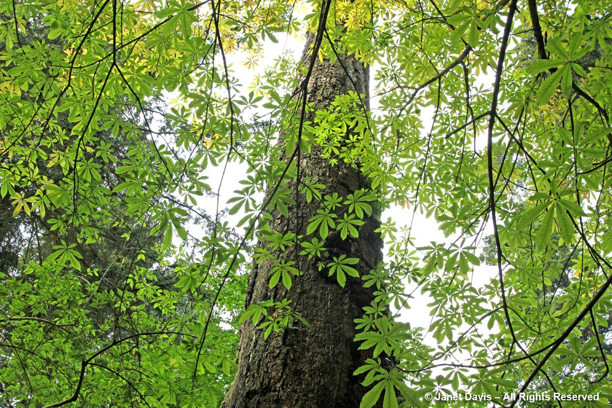 Aesculus assamica-David Lam Asian Garden-UBC Botanical