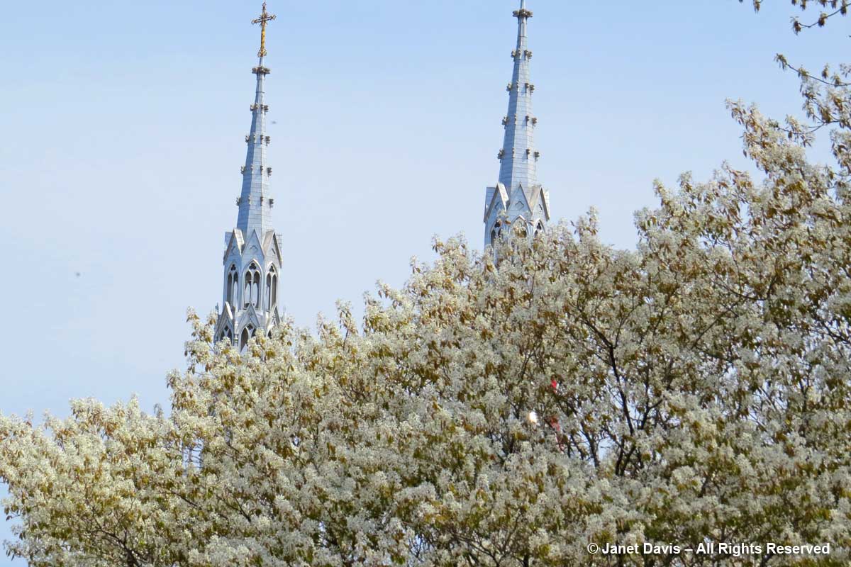 Amelanchier-serviceberry & Notre Dame Cathedral spires-Ottawa