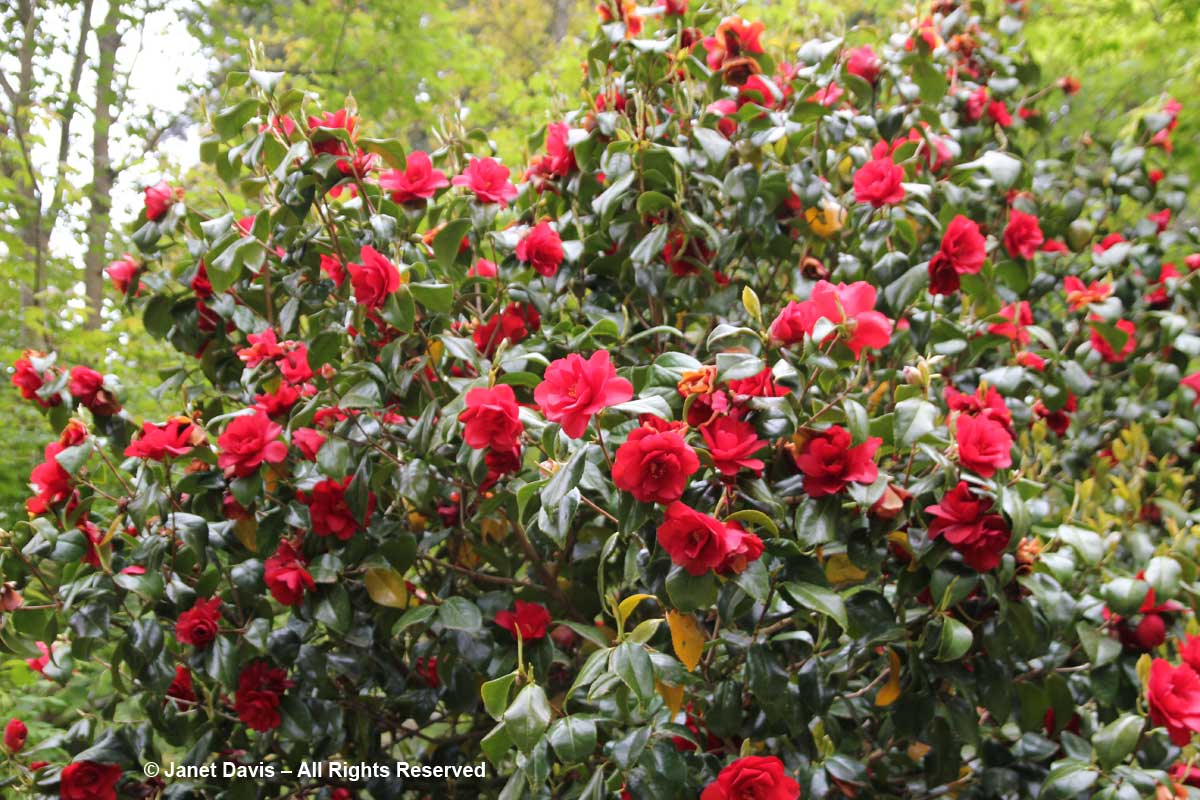 Camellia japonica-David Lam Asian Garden-UBC Botanical