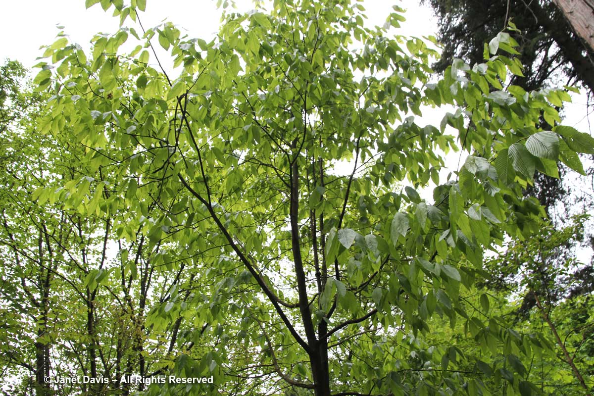 Carpinus fangiana-David Lam Asian Garden-UBC Botanical