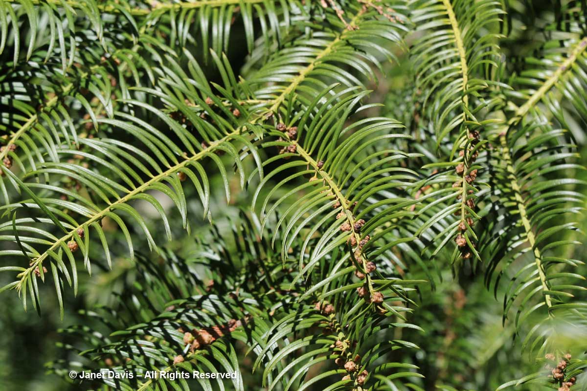 Cephalotaxus-sinensis-David Lam Asian Garden-UBC Botanical