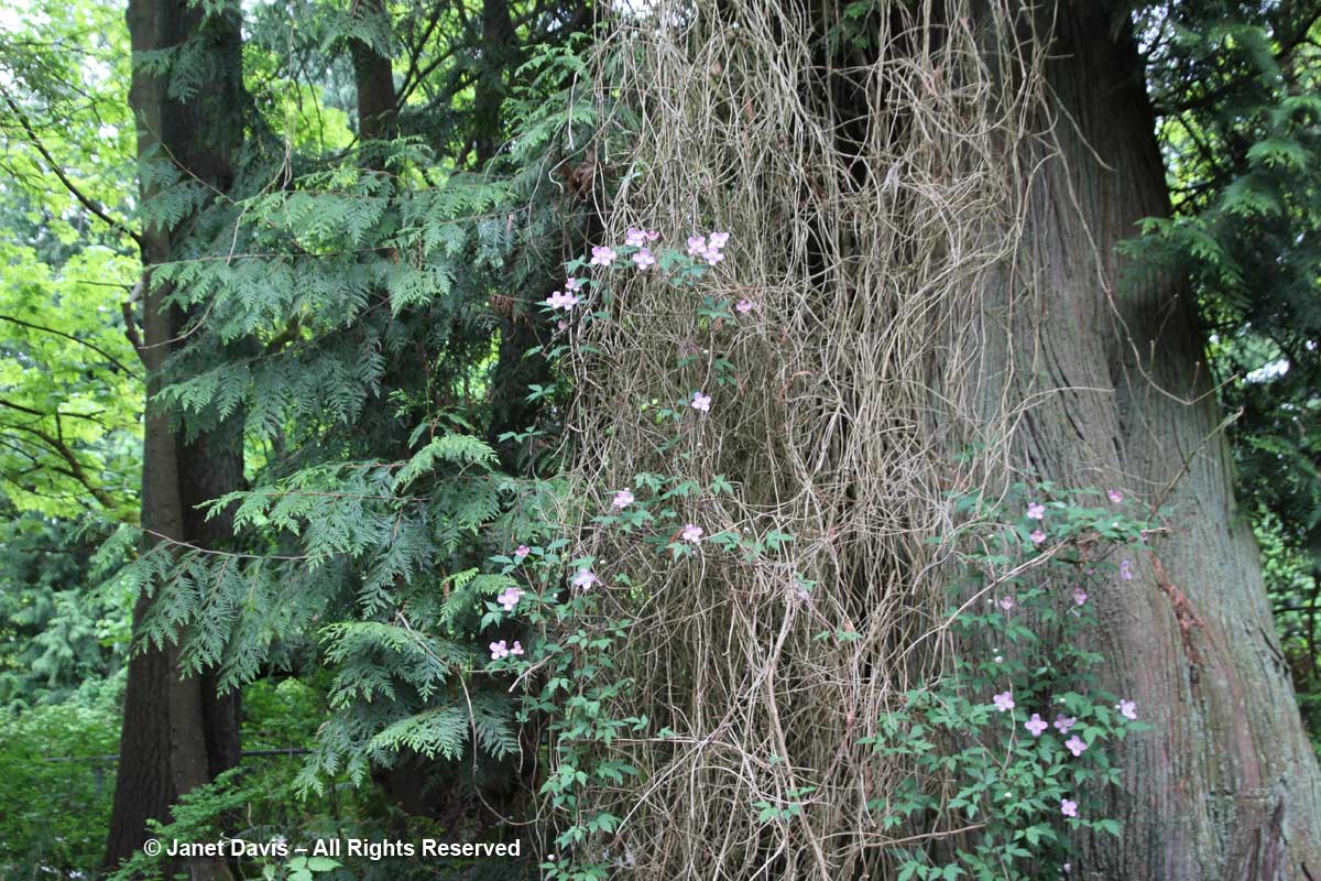Clematis montana-David Lam Asian Garden-UBC Botanical