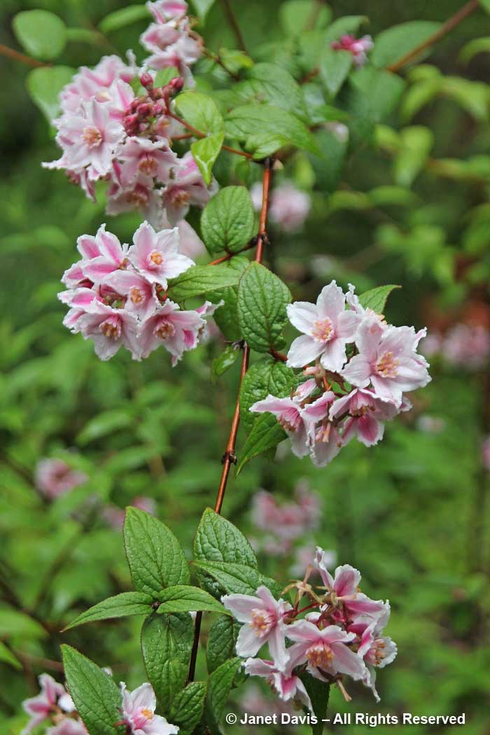 Deutzia calycosa-David Lam Asian Garden-UBC Botanical