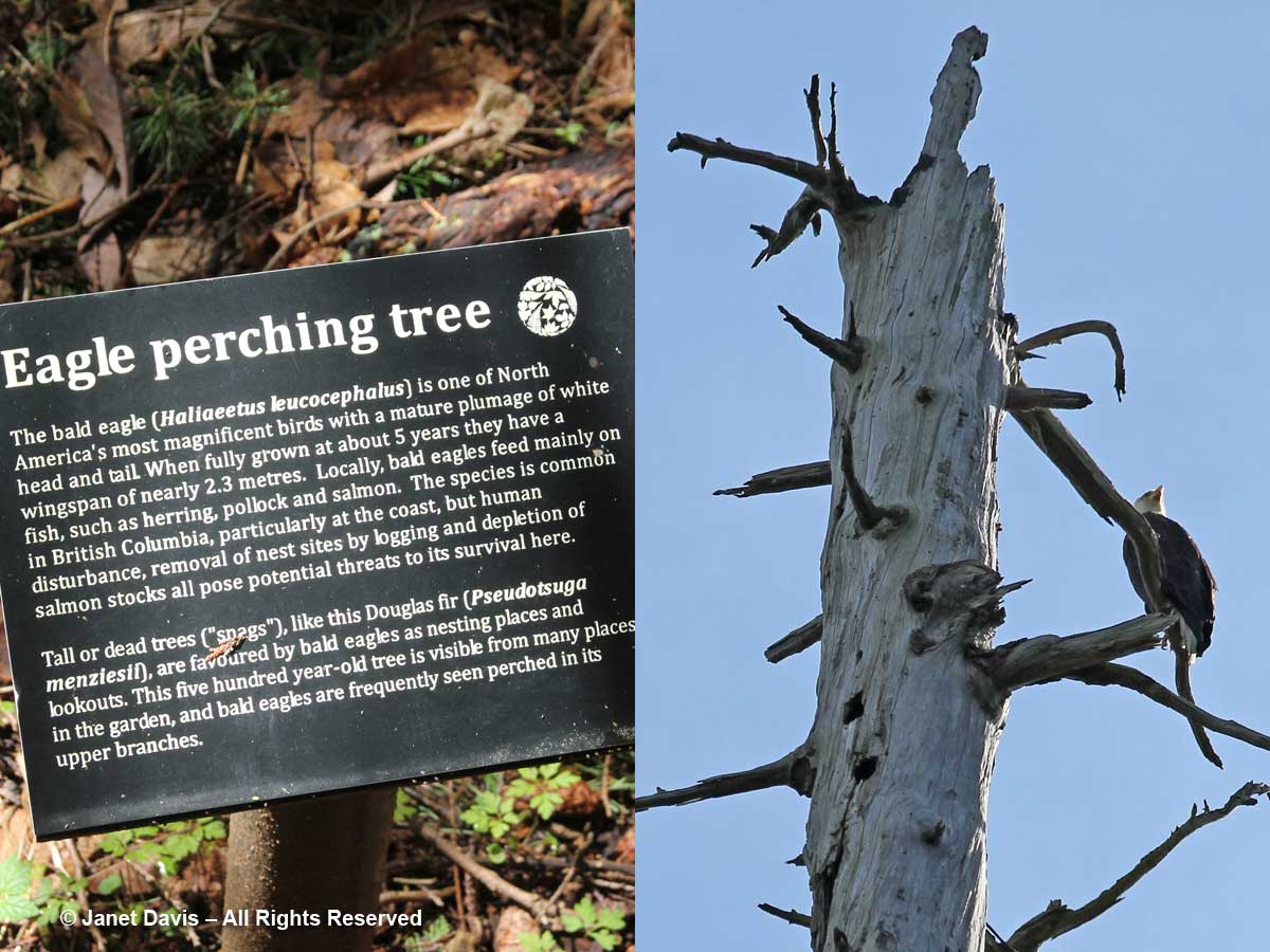 Eagle-perching tree-Pseudotsuga menziesii-David Lam Asian Garden-UBC Botanical