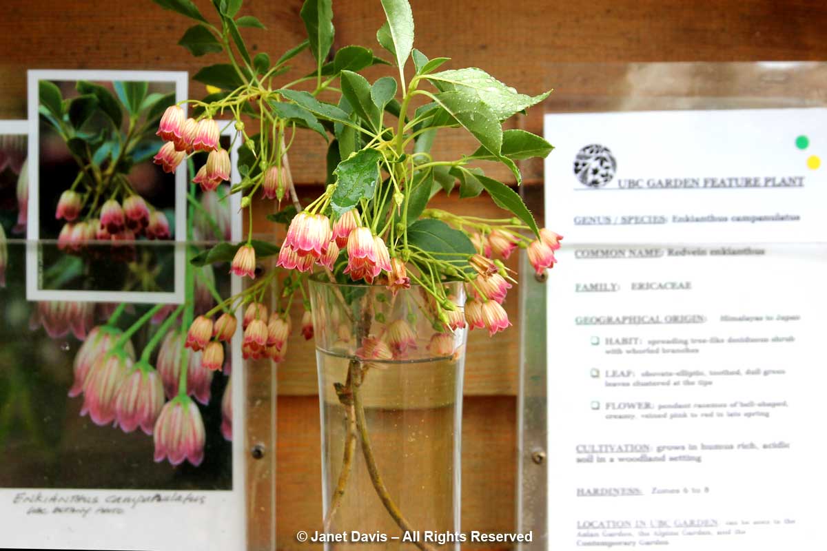 Enkianthus campanulatus-David Lam Asian Garden-UBC Botanical