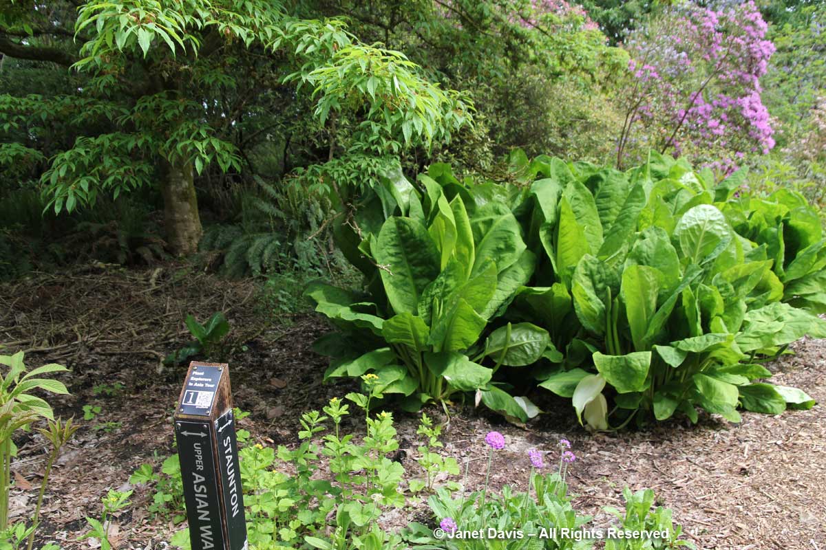 Explorer path signs-David Lam Asian Garden-UBC Botanical