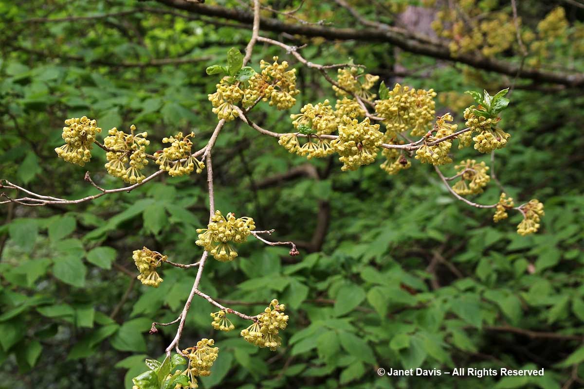 Lindera erythrocarpa-David Lam Asian Garden-UBC Botanical