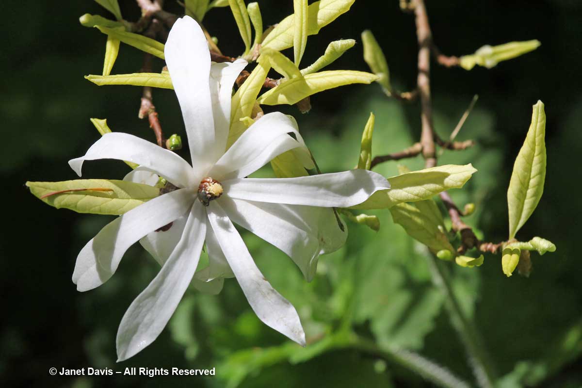 Magnolia stellata-David Lam Asian Garden-UBC Botanical