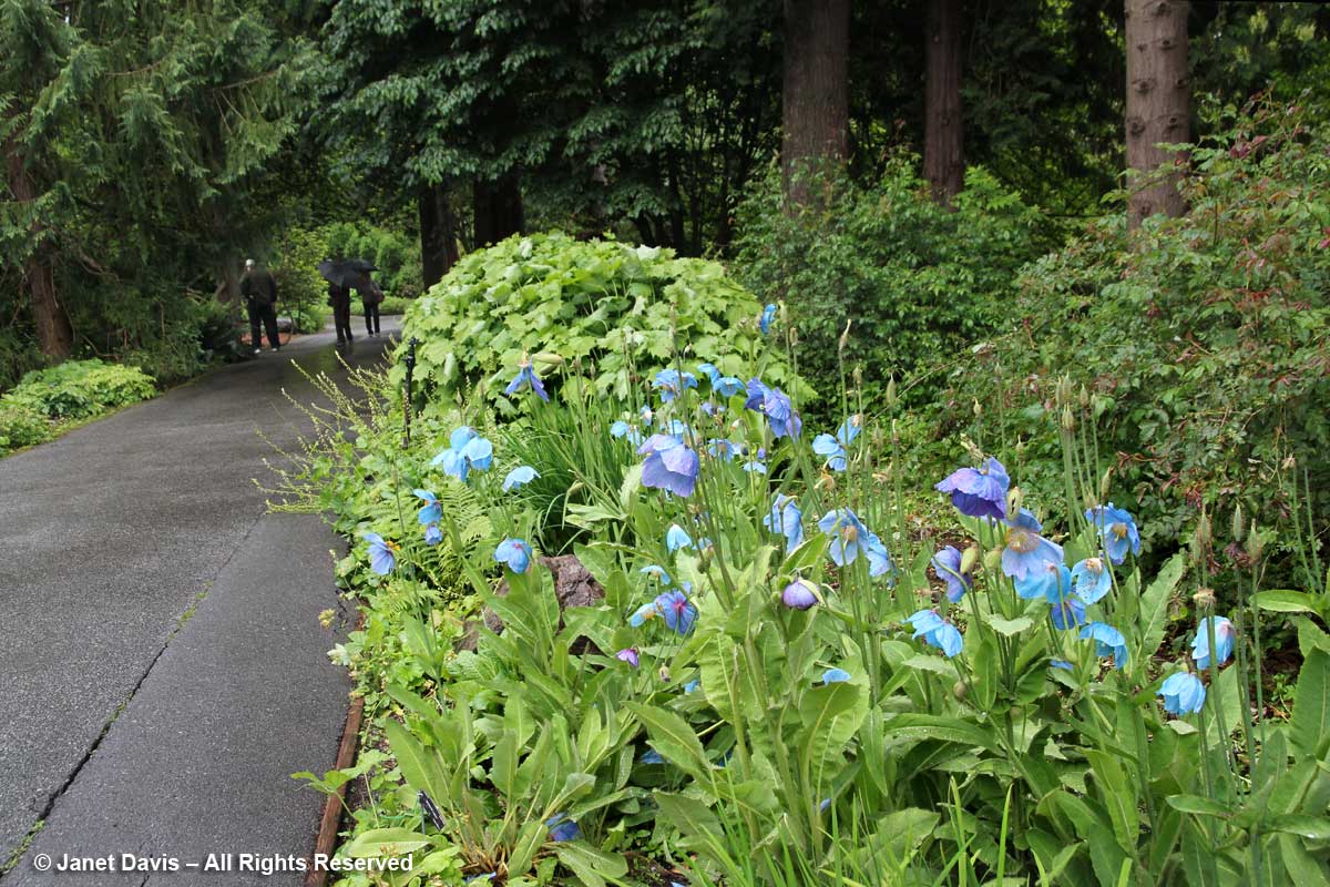 Meconopsis on path-David Lam Asian Garden-UBC Botanical