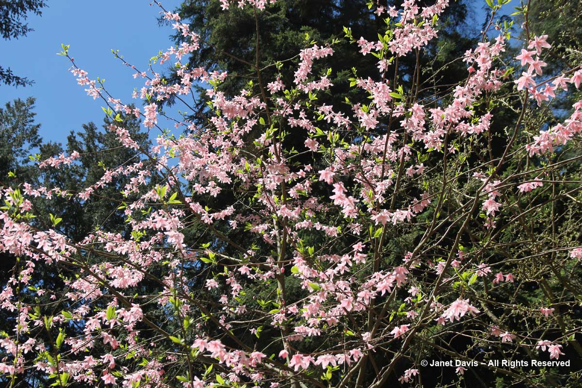Melliodendron xylocarpum-parasol tree flowers-David Lam Asian Garden-UBC Botanical Garden