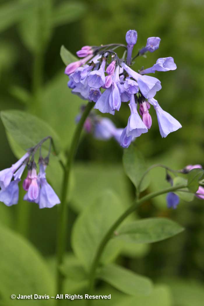 Mertensia virginica-Virginia bluebell-Janet Davis garden-Toronto