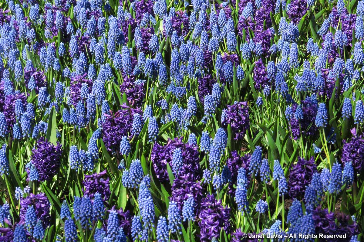 Muscari 'Blue Magic' & Hyacinth 'Rembrandt'-Tulip Festival-Commissioners Park-Ottawa