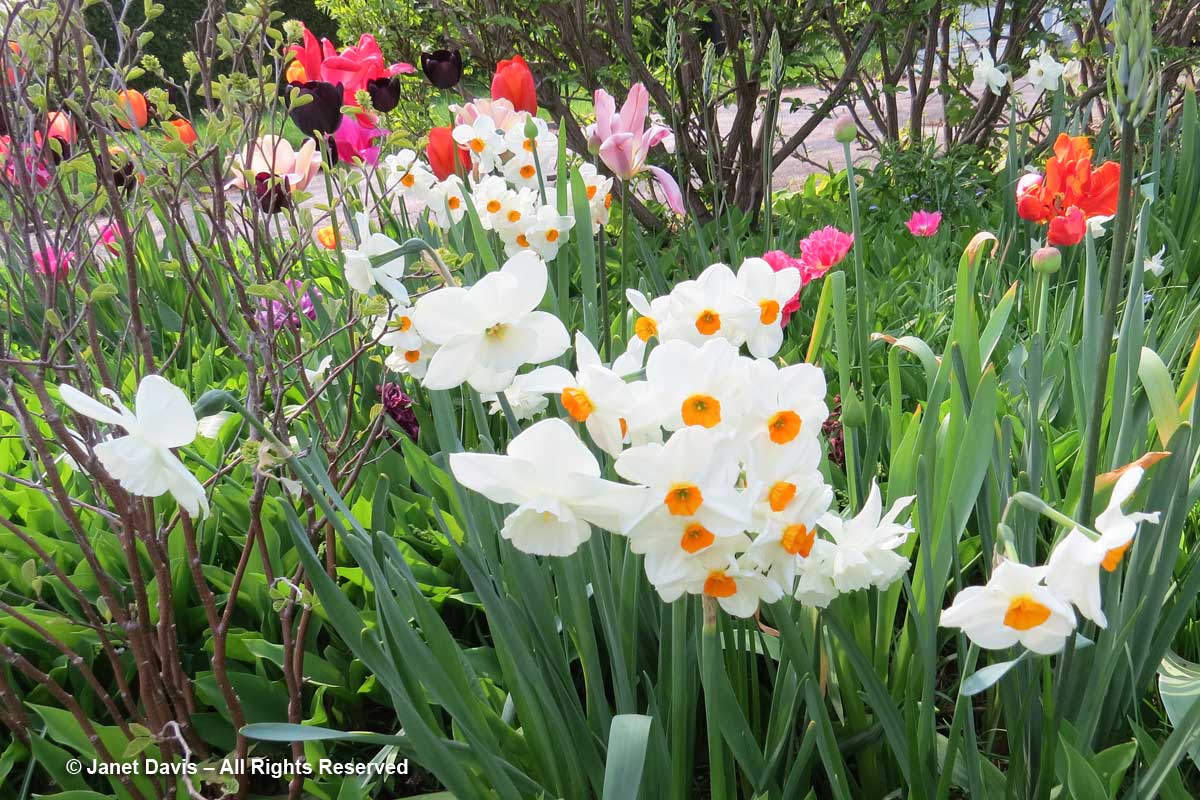 Narcissus 'Geranium'-Janet Davis garden-Toronto