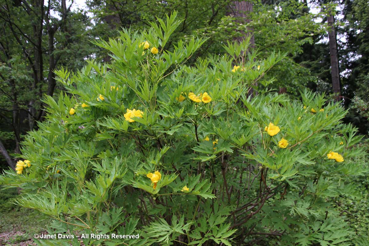 Paeonia ludlowii-David Lam Asian Garden-UBC Botanical