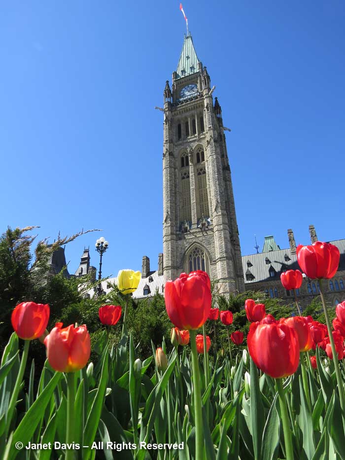 Parliament Buildings-Ottawa-Tulip Festival