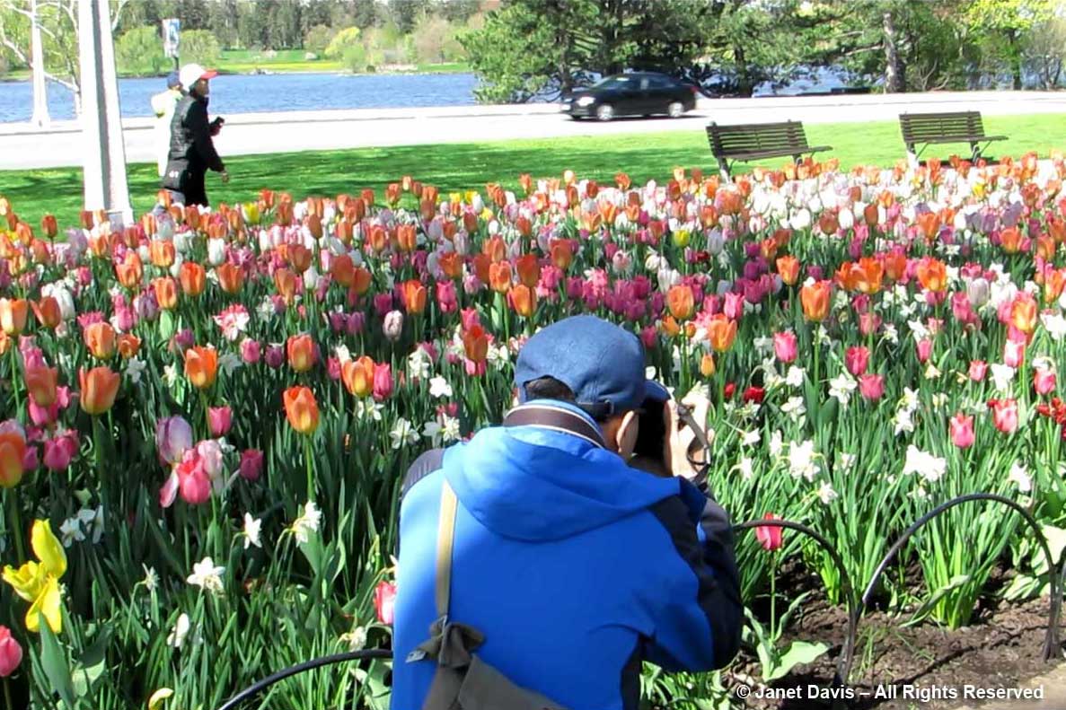 Photographer-Ottawa Tulip Festival-Commissiners Park2