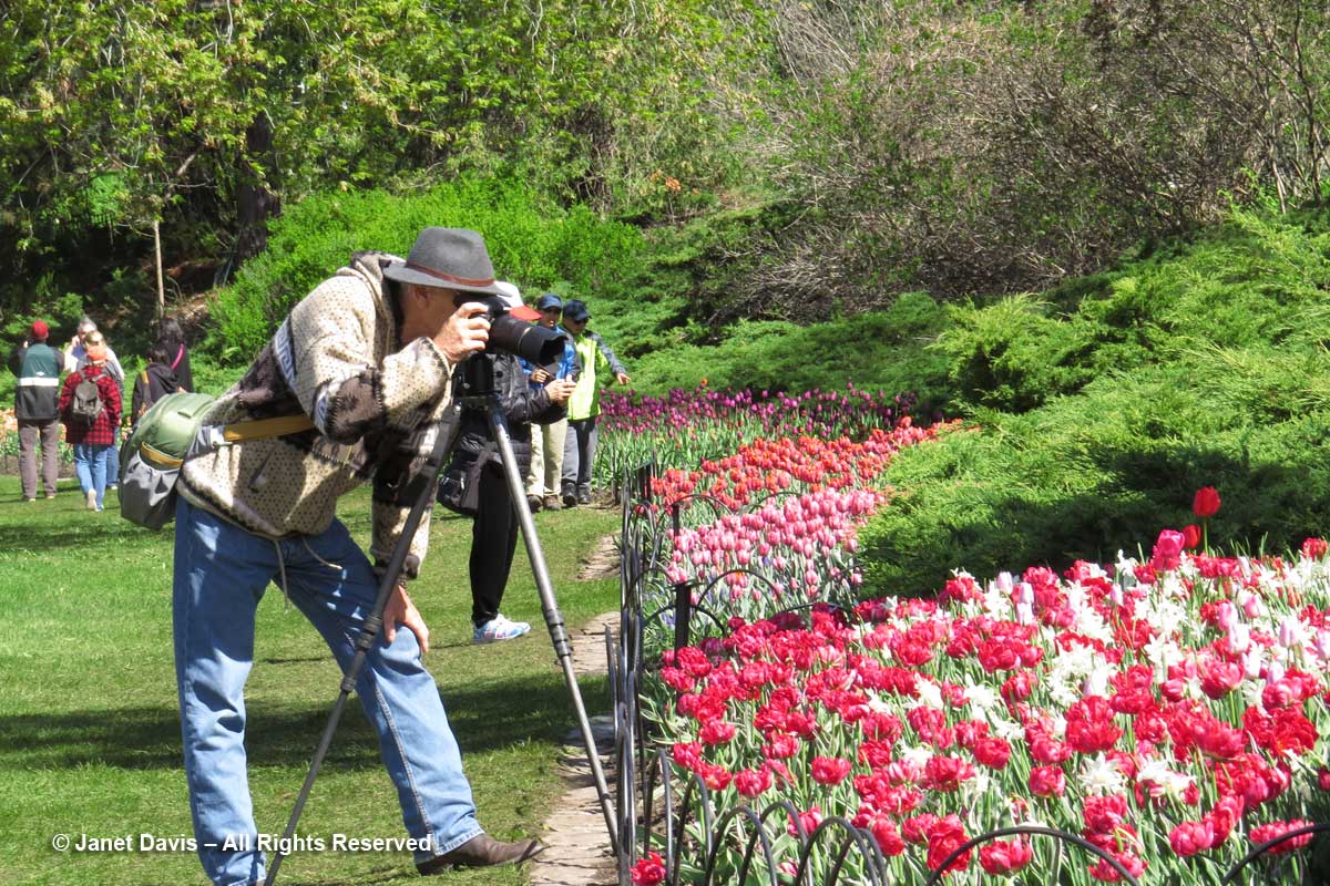 Photographer2-Ottawa-Tulip-