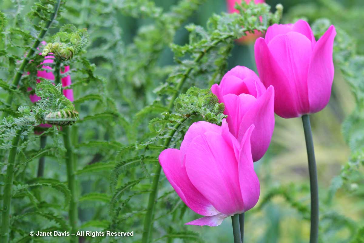 Pink tulips & Ostrich ferns-Janet Davis Garden